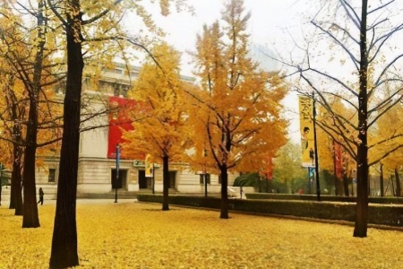 7 Golden Autumn Escapes in Shanghai: Cozy Spots for Fall Foliage