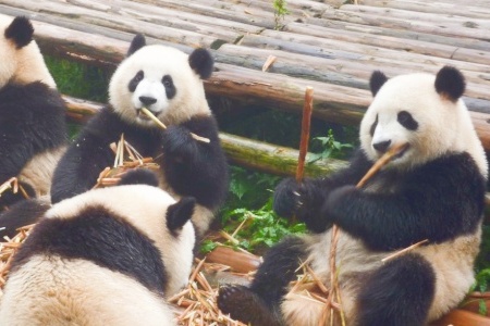 When Traveling to Chengdu, Which Attractions Can We Check in?