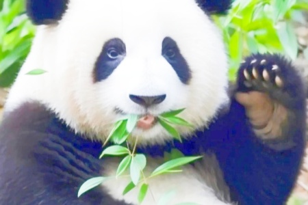 China Tour: A Guide for Traveling to Chengdu Alone