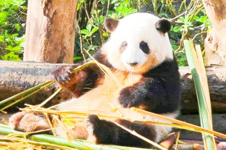 Chengdu May Day Travel Guide