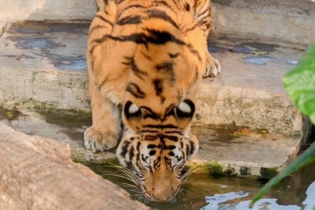 Shenzhen Safari Park in China: A Wild Escape into the World of Creatures