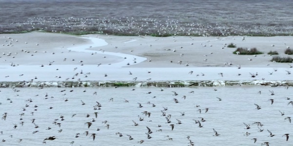 1739328711549.jpg 上海九段沙湿地保护区.jpg