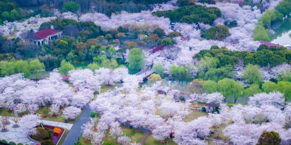 顾村.jpg