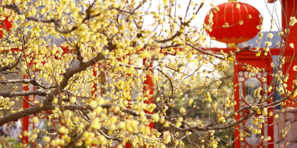 世纪公园梅花.jpg