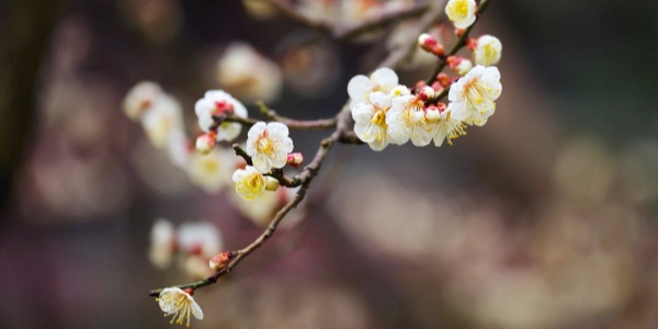醉白池公园梅花.jpg