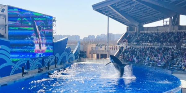 1739609872544.jpg 上海海昌海洋公园.jpg