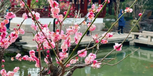 古猗园梅花.jpg