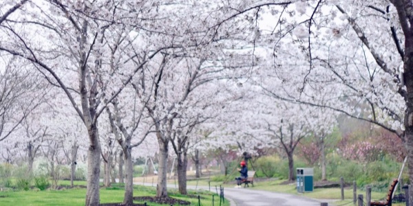 Shanghai Botanical Garden.jpg