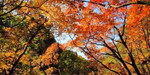 Labagoumen Primitive Forest Park.jpg