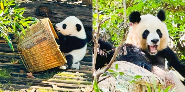 chengdu tour,4.jpg