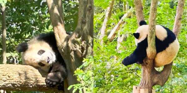 chengdu tour,2.jpg