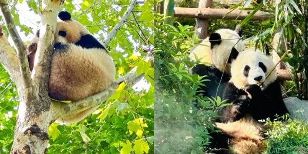 chengdu tour.jpg
