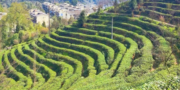 china tour,tea,3.jpg