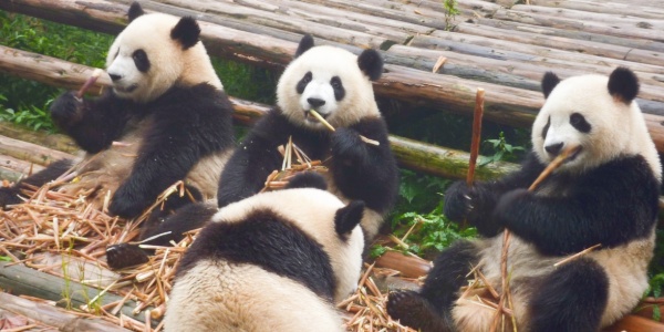 <a class='seo-content-a'  target='_blank'  href = 'https://intotravelchina.com/html/web/chengdu/index.html'>the Chengdu Research Base of Giant Panda</a> Breeding,check in.jpg