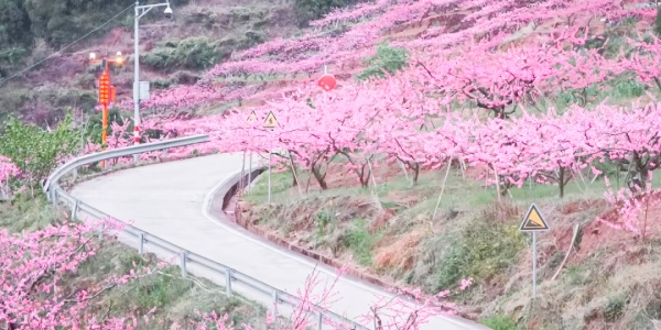 Longquan Mountain Peach Blossom.jpg