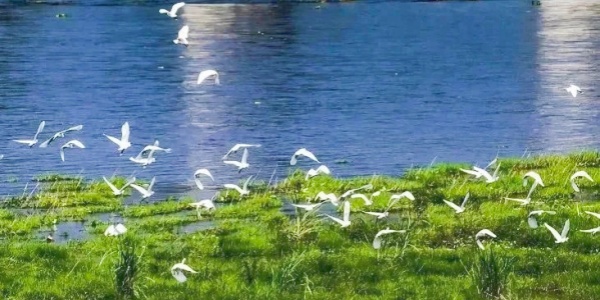The Bahe Wetland National Park,2.jpg