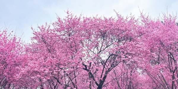 chengdu tour,1.jpg