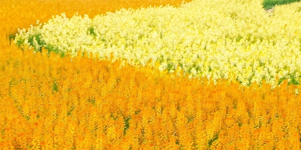spring outing，2.jpg