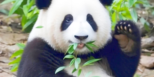 pesona travel,panda.jpg