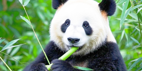 mount wuyi,panda,1.jpg