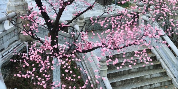 Xingqing Palace Park.jpg