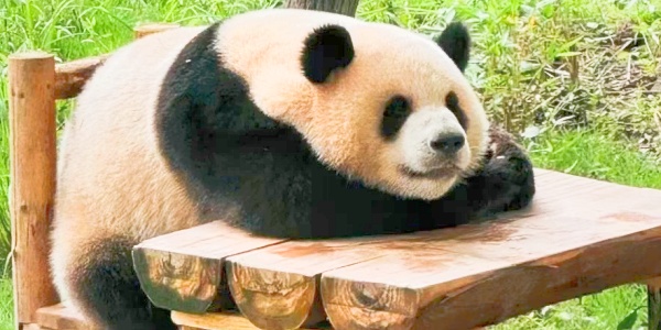 mount wuyi,chongqing zoo.jpg