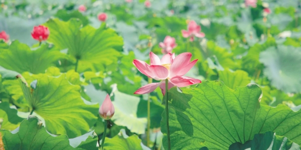 Lotus.jpg