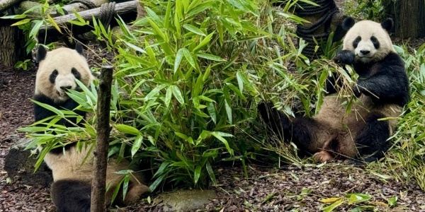 1743571850517.jpg panda.jpg