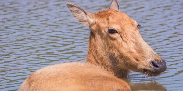 china travel,pesona travel,elk,2.jpg