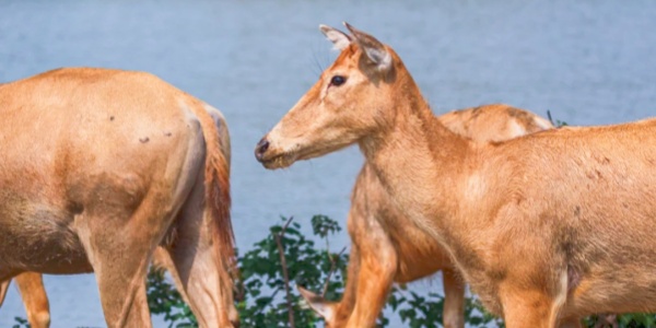 china travel,pesona travel,elk,3.jpg