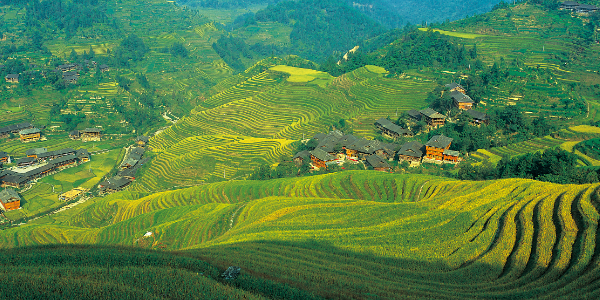 Longji Terraces.png