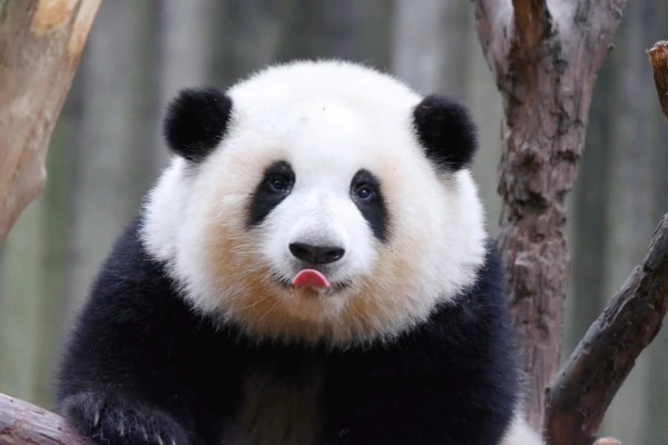 Chengdu Panda Guide: Top Spots to Observe, Engage, and Learn about Giant Pandas