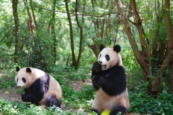 Chengdu Panda Base