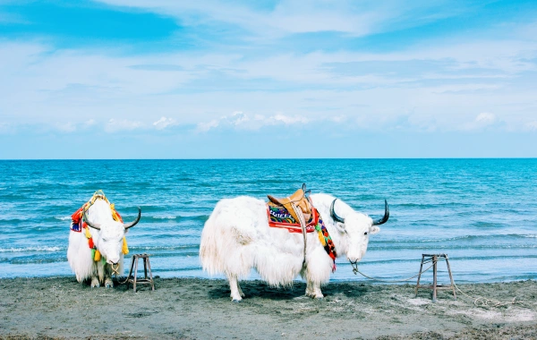 Qinghai Lake