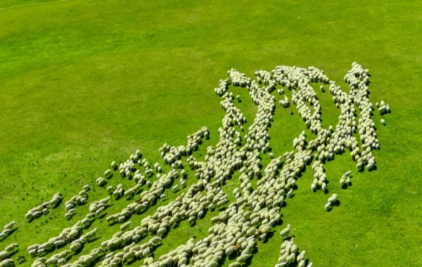 Hulunbuir Grassland