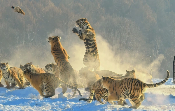 Northeast Tiger Park