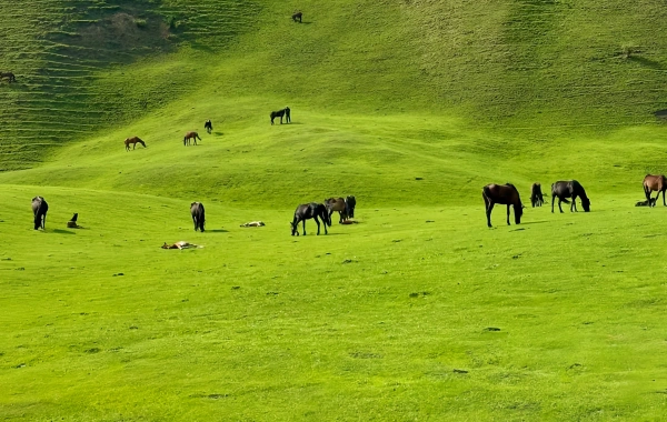 Nalati Grassland