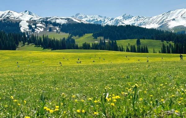 Nalati Grassland