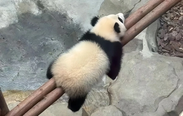 Chengdu Panda Base