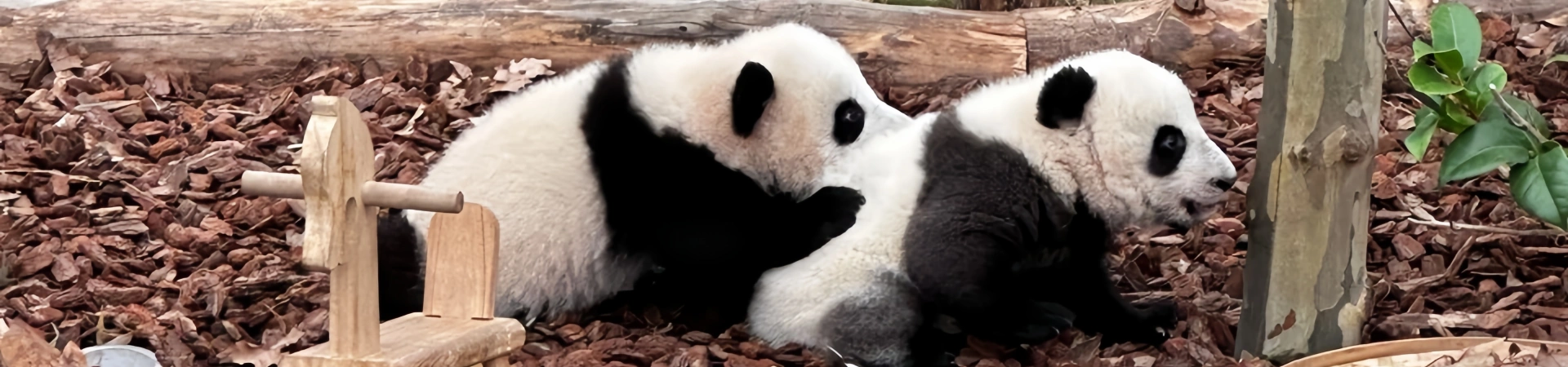 Panda superiore della Cina Destinazioni: Dove vedere i panda più amati del mondo