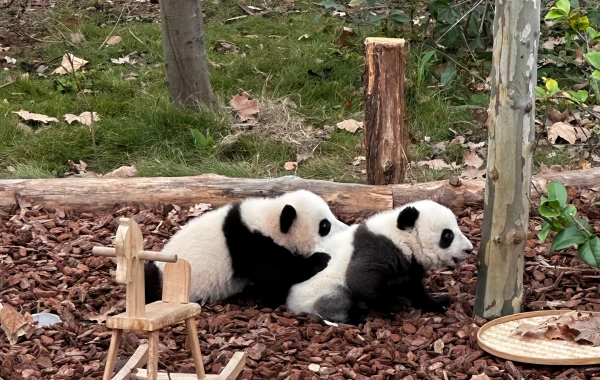Chengdu Panda Base