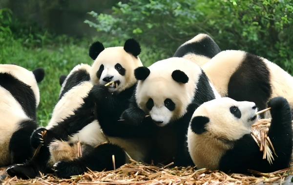 Chengdu Panda Base
