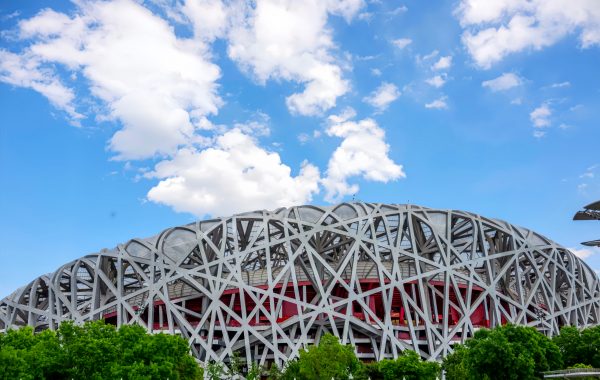 Bird Nest