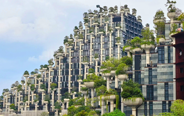 Tian An 1000 Trees