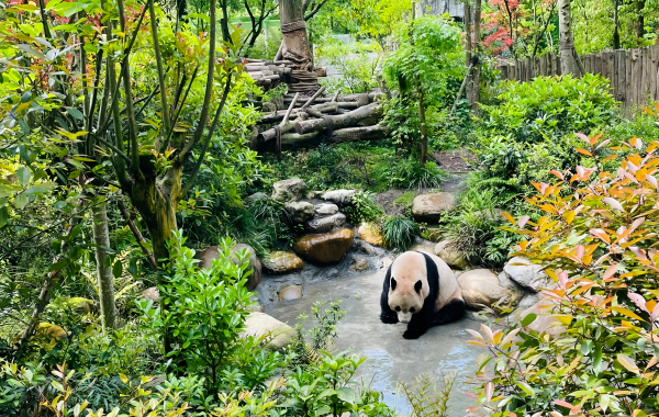 Panda Valley