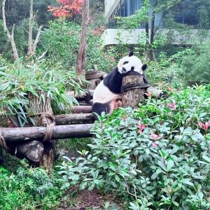 Savor the Spice: A Culinary Journey Through Sichuan’s Most Iconic Dishes