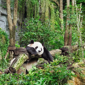 The 12-Day (Chengdu, Jiuzhaigou, Chongqing, Zhangjiajie, Guangzhou) Private China Nature Tour: Pandas, Mythic Pools, Sky Gardens & River Lights