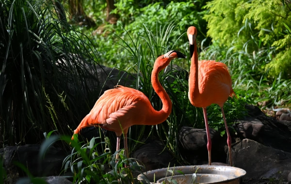 Kunming Zoo & Yuantong Mountain Park