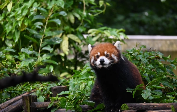 Kunming Zoo & Yuantong Mountain Park