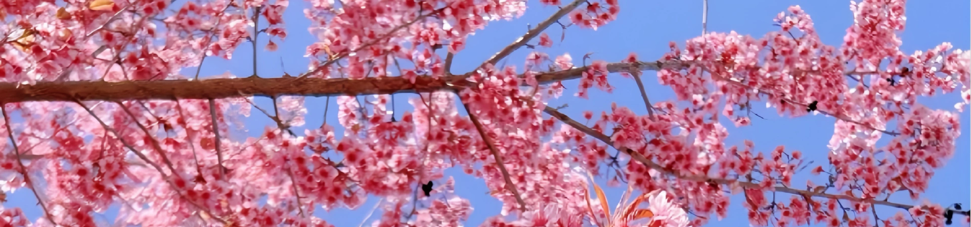 Куньмин Ботанический сад Западный сад: Сгущенная эпопея от горного питомника до царства растений